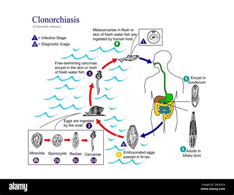   Clonorchis! หนอนตัวแบนที่อาศัยอยู่ในตับปลาและเป็นสาเหตุของโรคClonorchiasis