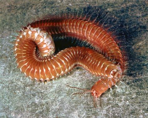  Eunicidae!  Discover These Enigmatic Sea Worms Lurking Within Sandy Depths