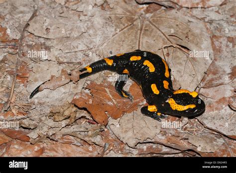  Fire Salamander: Amphibious Masterminds of Disguise, Masters of Regeneration!