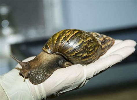  Giant African Land Snail: A Slow-Moving Giant With a Voracious Appetite!