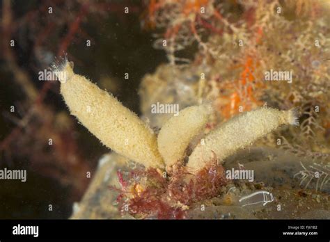  Grantia! A Colorful Sponges That Thrives on Underwater Currents