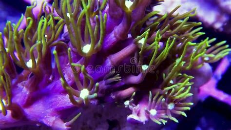  Green Polyp: A Tiny Underwater Gardener with Tentacles That Dance in the Currents!