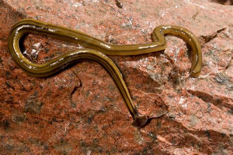  Lineus!  A Fascinating Free-Living Flatworm that Swims With Elegant Grace and Exhibits Remarkable Regenerative Abilities