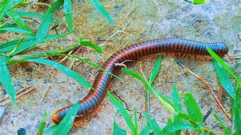 Nirama! A Millipede With Hundreds Of Legs And An Appetite For Decaying Matter