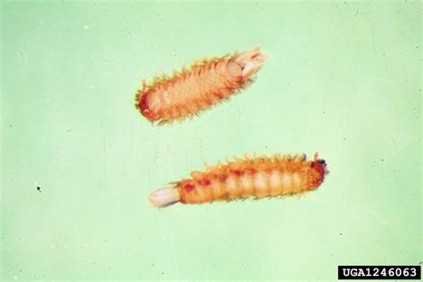  Polyxenus!  A Mysterious Millipede That Whispers Secrets of Ancient Forests