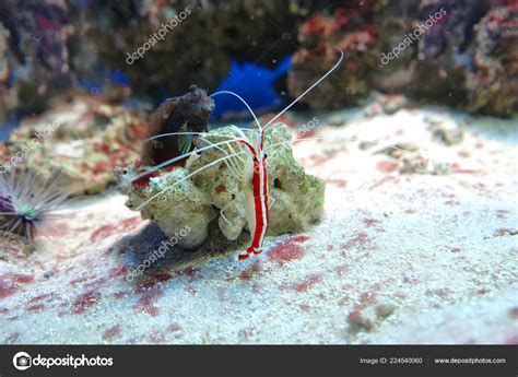  Woolly Shrimp: Discover This Fuzzy Underwater Dweller Hiding Amongst Colorful Corals!