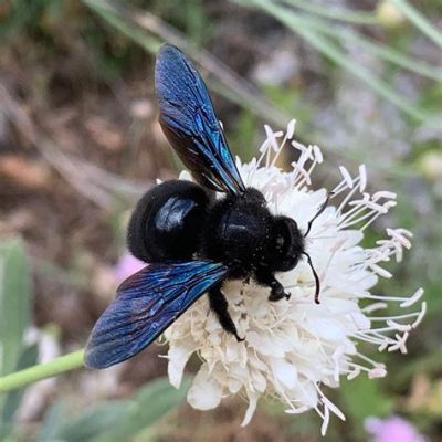  Xylocopa violacea: ผู้ร้องเพลงแห่งความมืด!