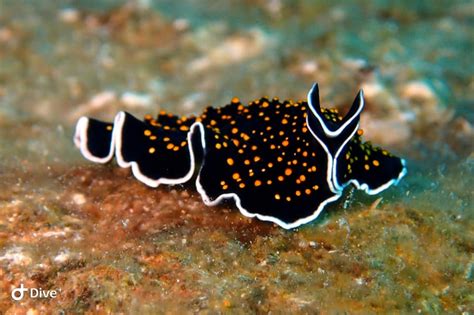  Yellow-Spotted Flatworm: A Microscopic Master of Regeneration Lives in Your Backyard!