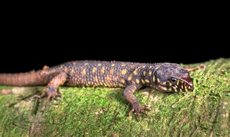  Yellow-spotted Lizard: Discover This Scaly Master Disguiser with Eyes That See Everything!