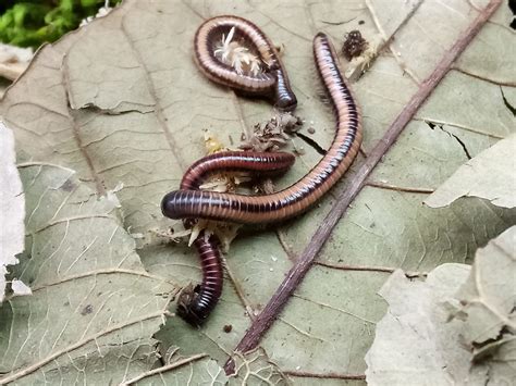  Zebra Millipede: A Miniature Armored Tank That Roams the Forest Floor