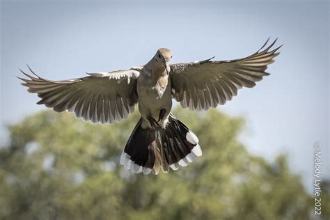 Zenaida Dove: A Winged Wanderer with Melodies Soaring Through the Tropical Skies!