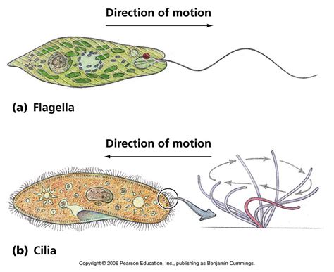  Collariciccus - An Aquatic Microbe That Moves Like It's Dancing in a Disco Ball!