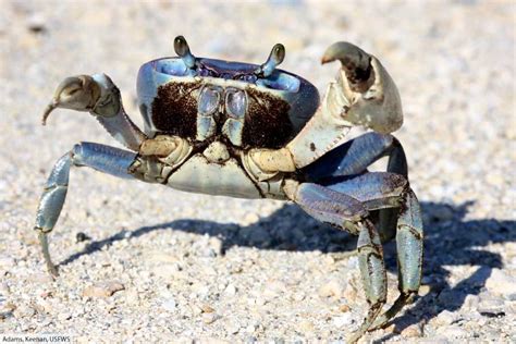  Ghost Crab! Discover How These Amazing Crustaceans Conquer Both Land and Sea