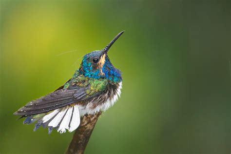 Jacobin! This Colorful Bird Boasts a Majestic Crest Like Royalty and Displays an Exquisite Symphony of Chirps During Courtship Rituals