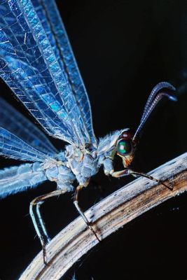   Neuroptera:  ผู้ล่าที่มีปีกบางๆ และอาวุธที่อันตราย!