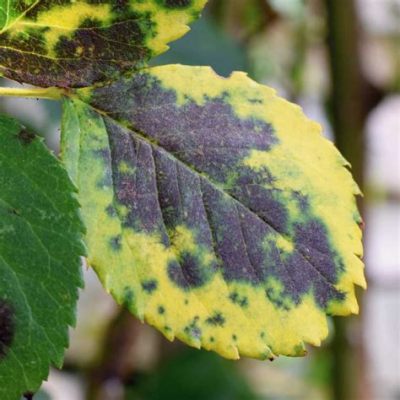  Oodium! This Tiny Fungus Can Make Plants Look Like They’ve Had Too Much Fun in the Sun