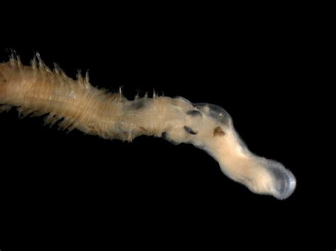  Quatrefagesia! A Marine Worm With Undulating Movements And Spectacular Burrowing Capabilities