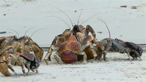   robber crab  มีเปลือกแข็งเหมือนหอยทากแต่กลับมีนิสัยที่น่ารังเกียจและน่ากลัว