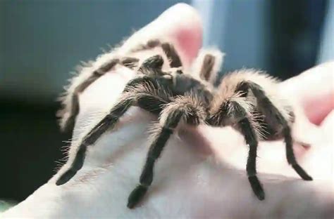  Tarantula!  Eight-legged Wonder Roaming the Earth with Silky Threads