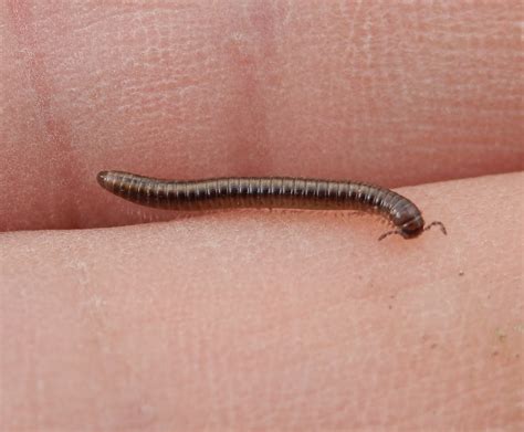  Twisted Tales: Discover the Terrifyingly Tiny Trapdoor Millipede