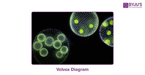  Volvox! A Tiny Sphere That Dances With Life 