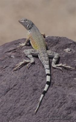   Zoological Wonders!  Meet the Zebra-tailed Lizard: A Creature Balancing Speed and Camouflage with its Striking Stripes